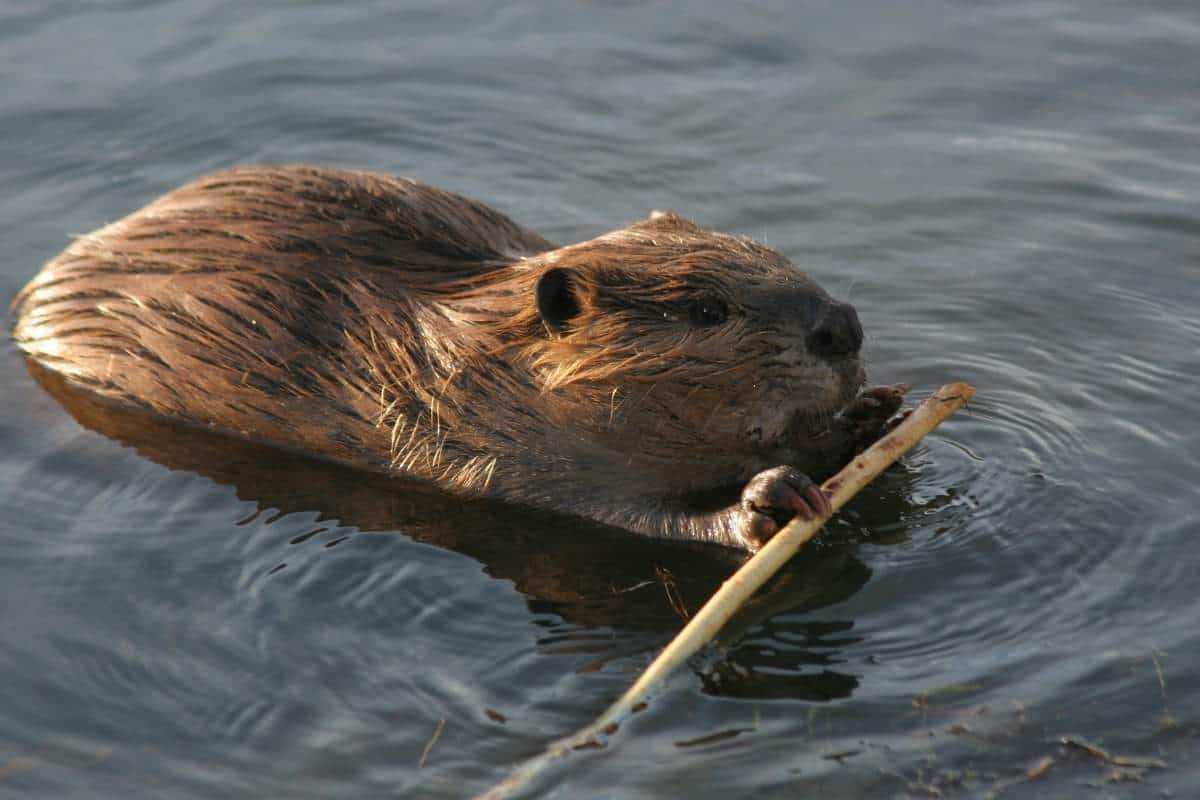 Canadian Beaver with a stick