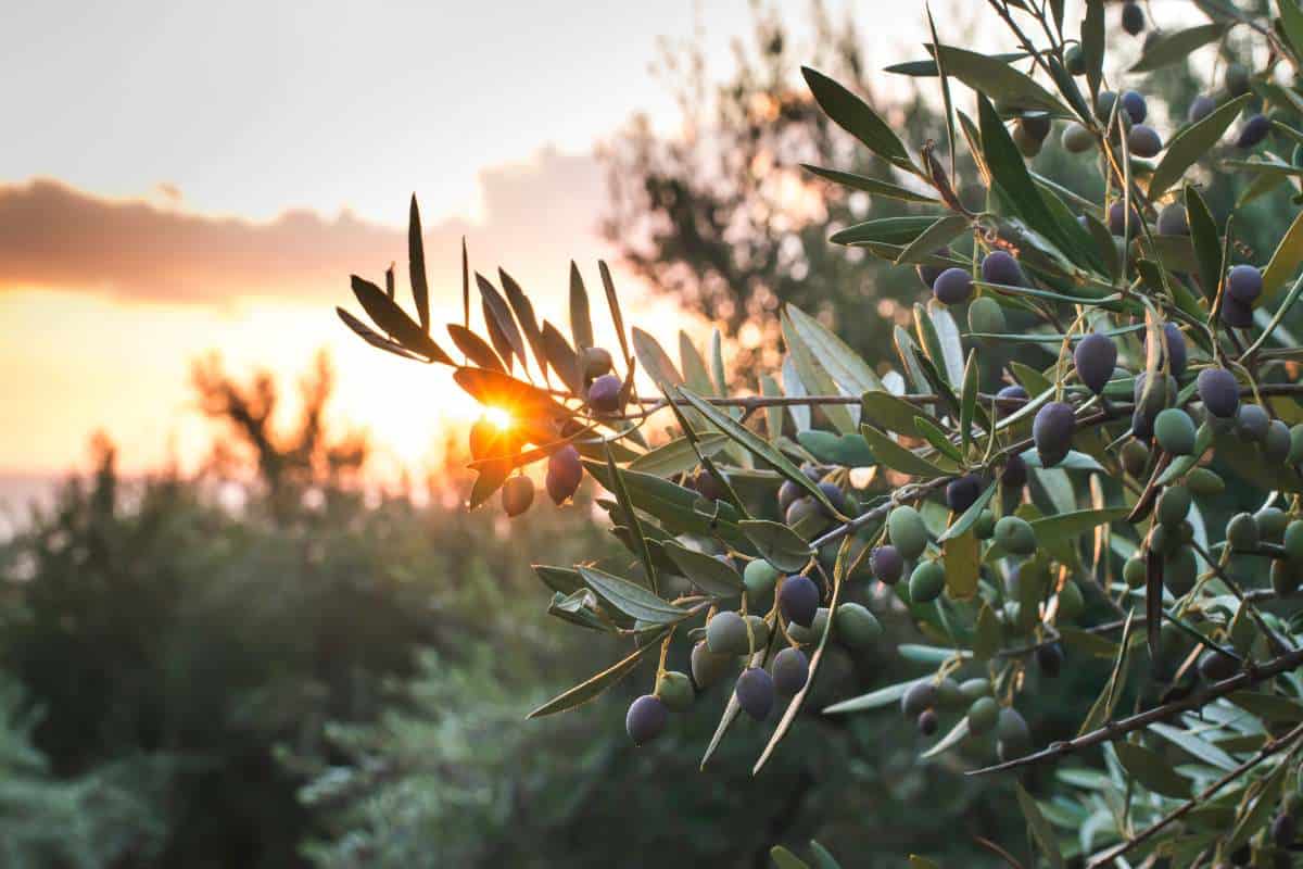 Italian Olive tree