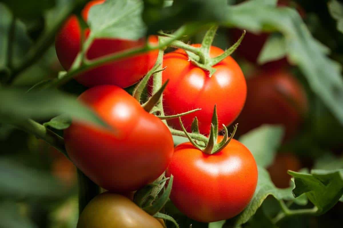 Tomatoes are a staple for food from Italy. 