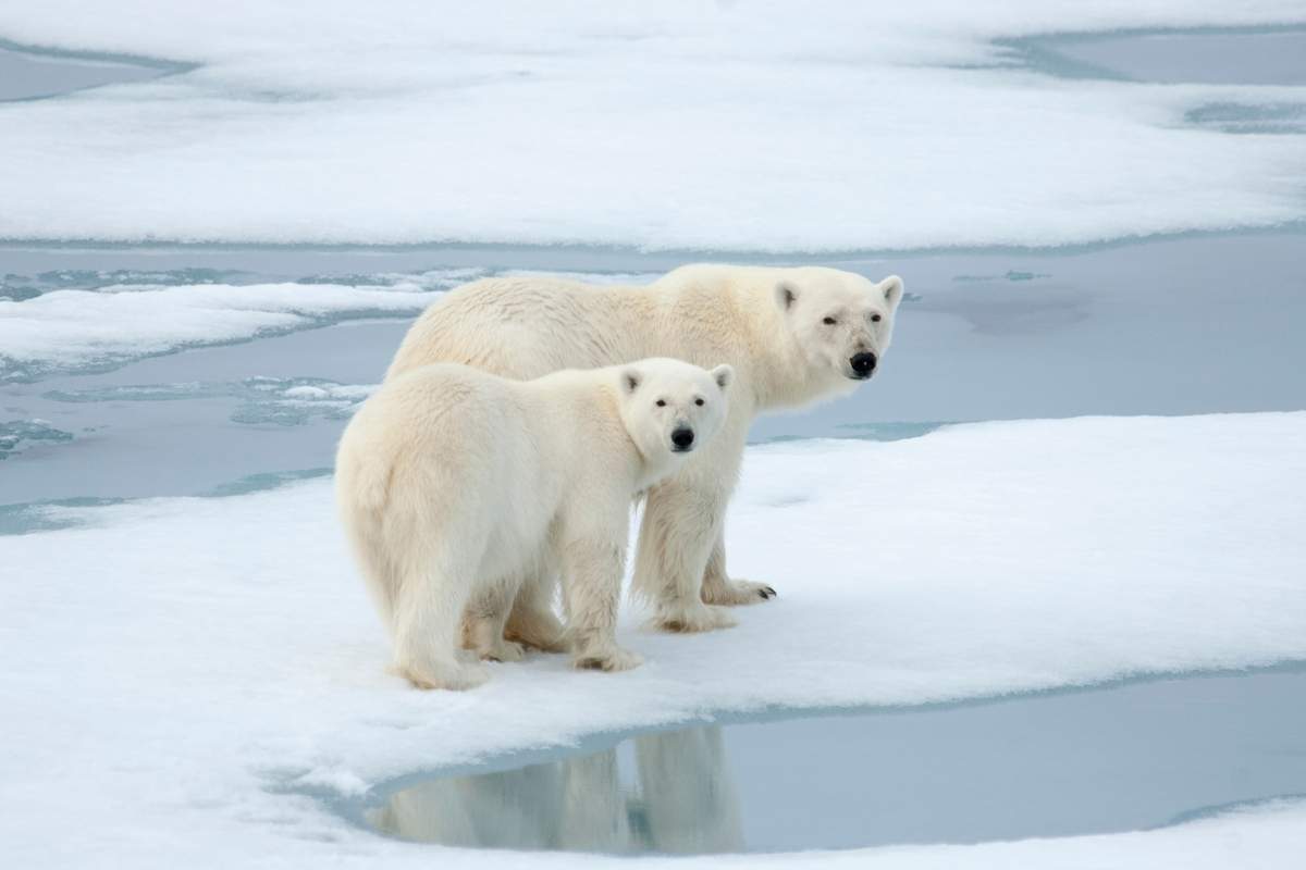 Two Polar Bears in Manitoba, Canada