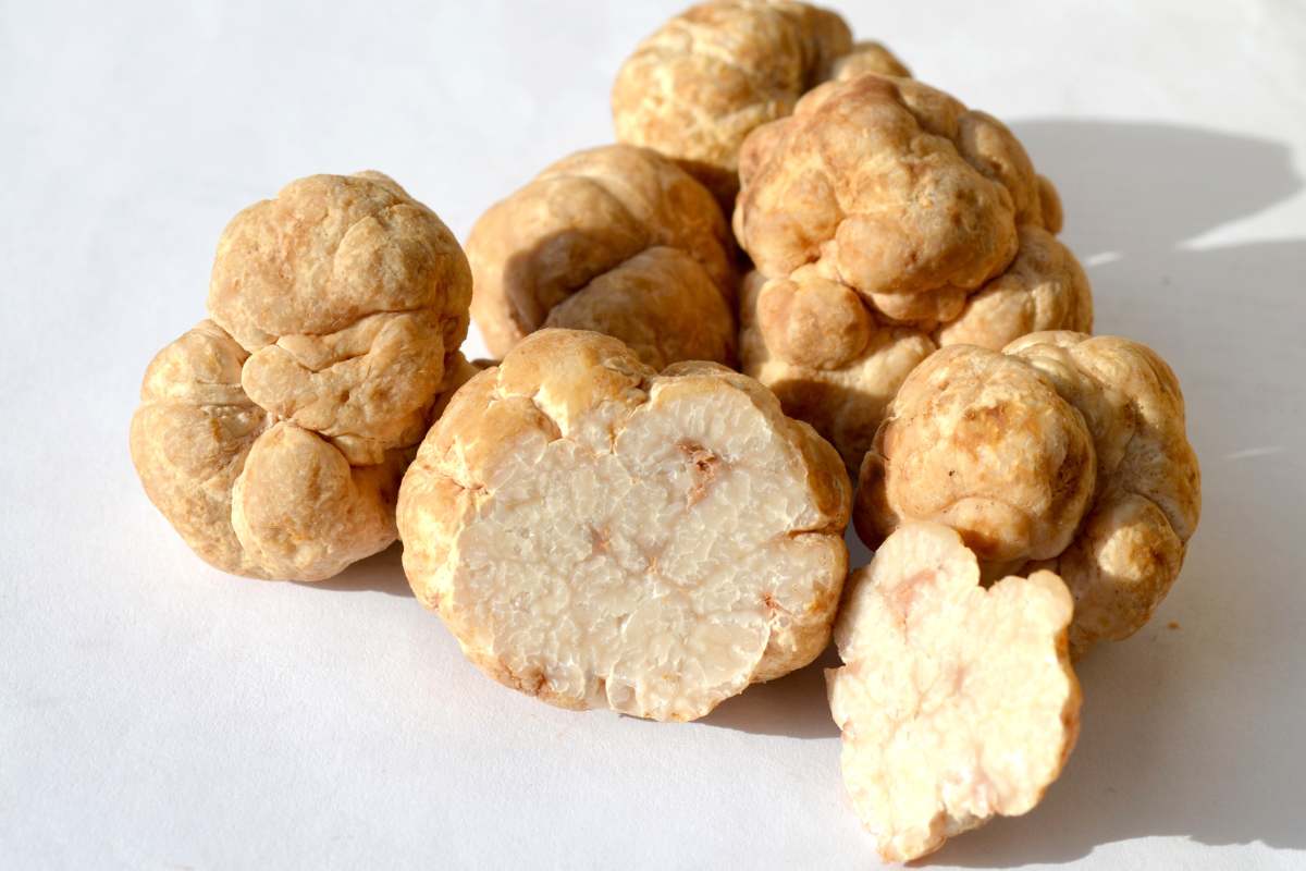 White truffle from Italy