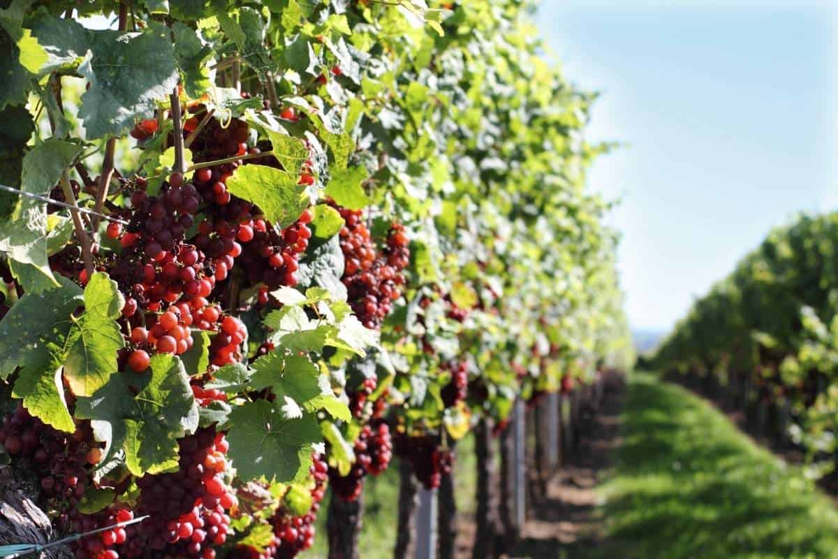 Red grapes growing in a row at a vineyard in Argentina