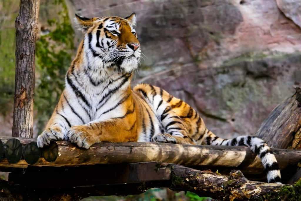 Bengal Tiger resting on a wooden platform