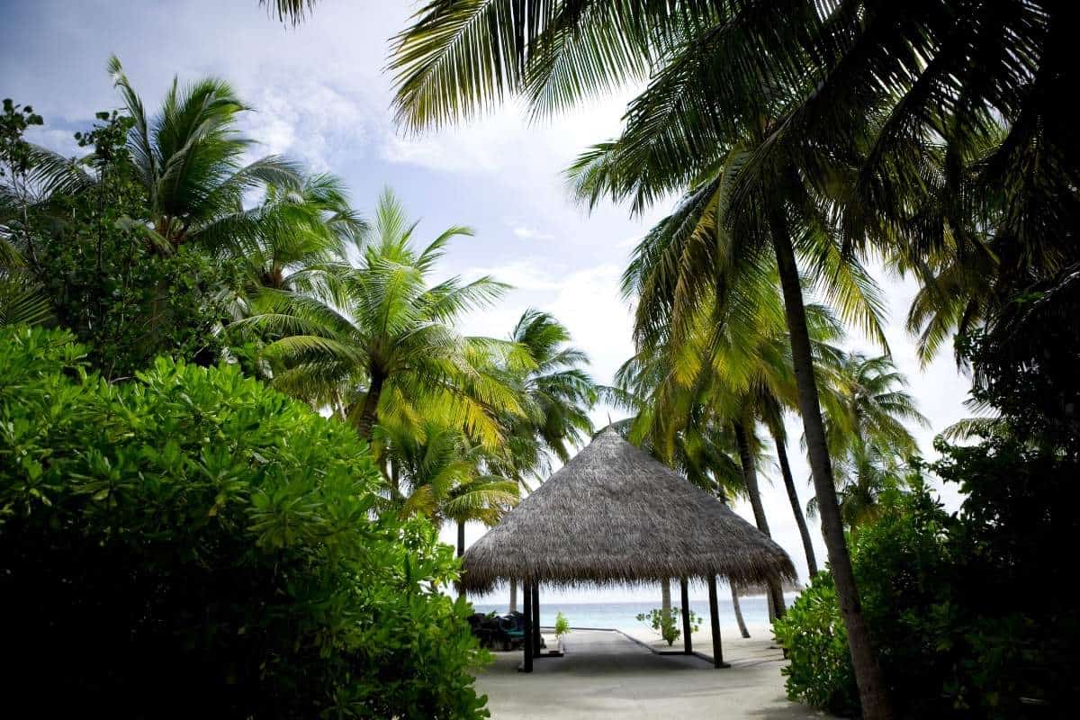 Straw hut surrounded by trees in the Maldives