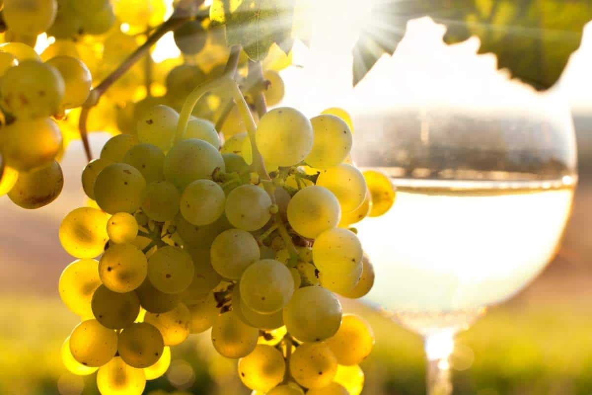 close up of a glass of white wine and grapes with a sunbeam in the background