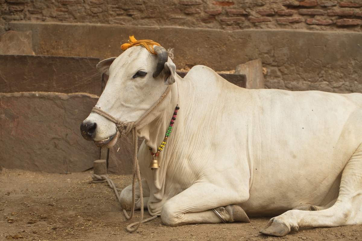 Cow decorated with colorful garland on the street in India