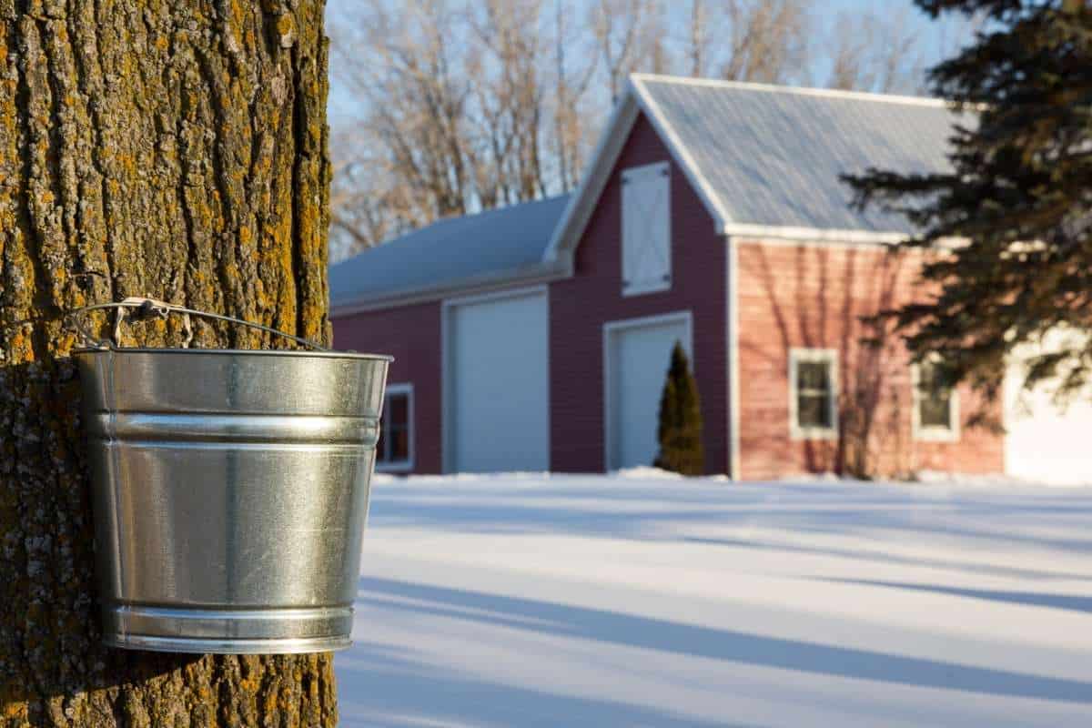 Fun facts about Canada: Canada produces the world's most Maple Syrup
