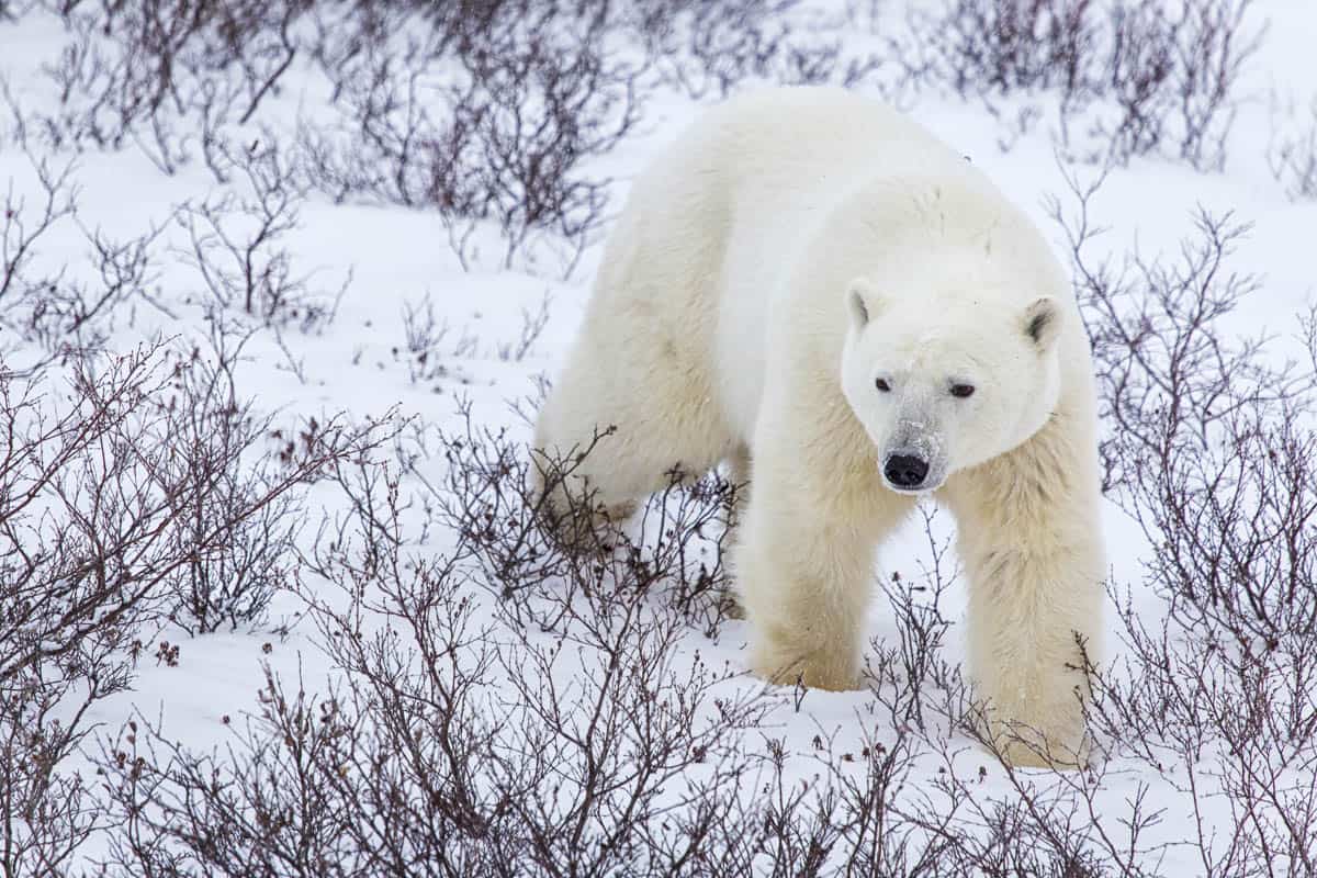 A Polar Bear strolls near Churchill, Manitoba