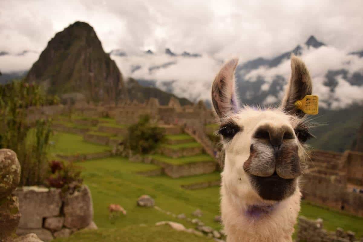 Close up photo of a llama's head with the remains of Incan civilization, Machu Picchu, beneath cloud cover behind it. 