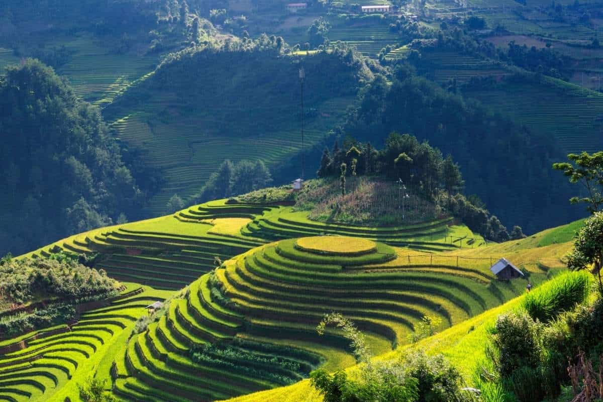 Aerial image of vibrant rice terraces in Vietnam mountains bathed in sunlight and showing various shades of green