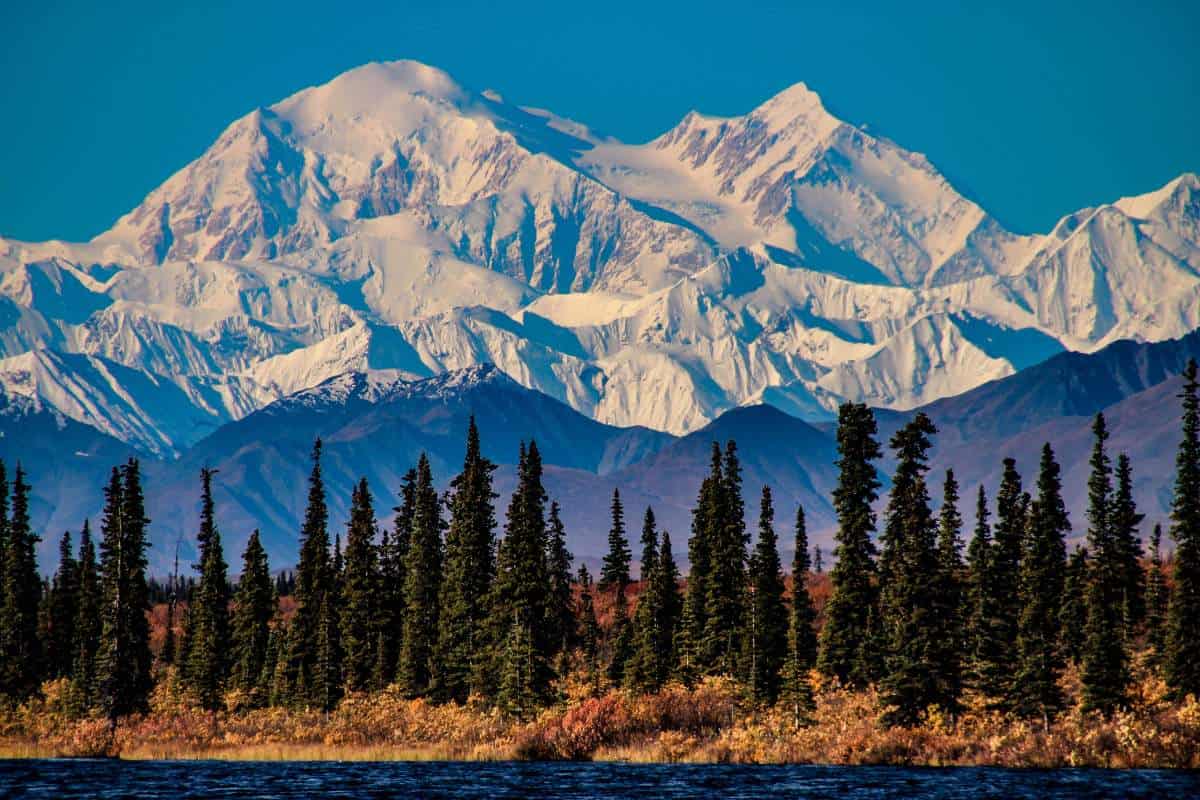 Panoramic view of Denali mountain covered in snow with large fur trees and brush in the foreground