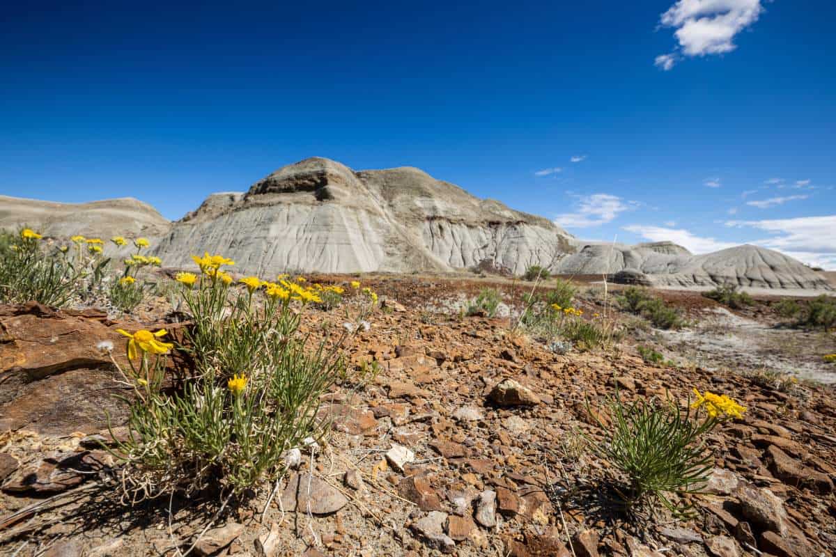 Closeup of yellow wildflowers coming up from the rough terrain in the Canadian Badlands with sandstone formations in the background and a deep blue sky above