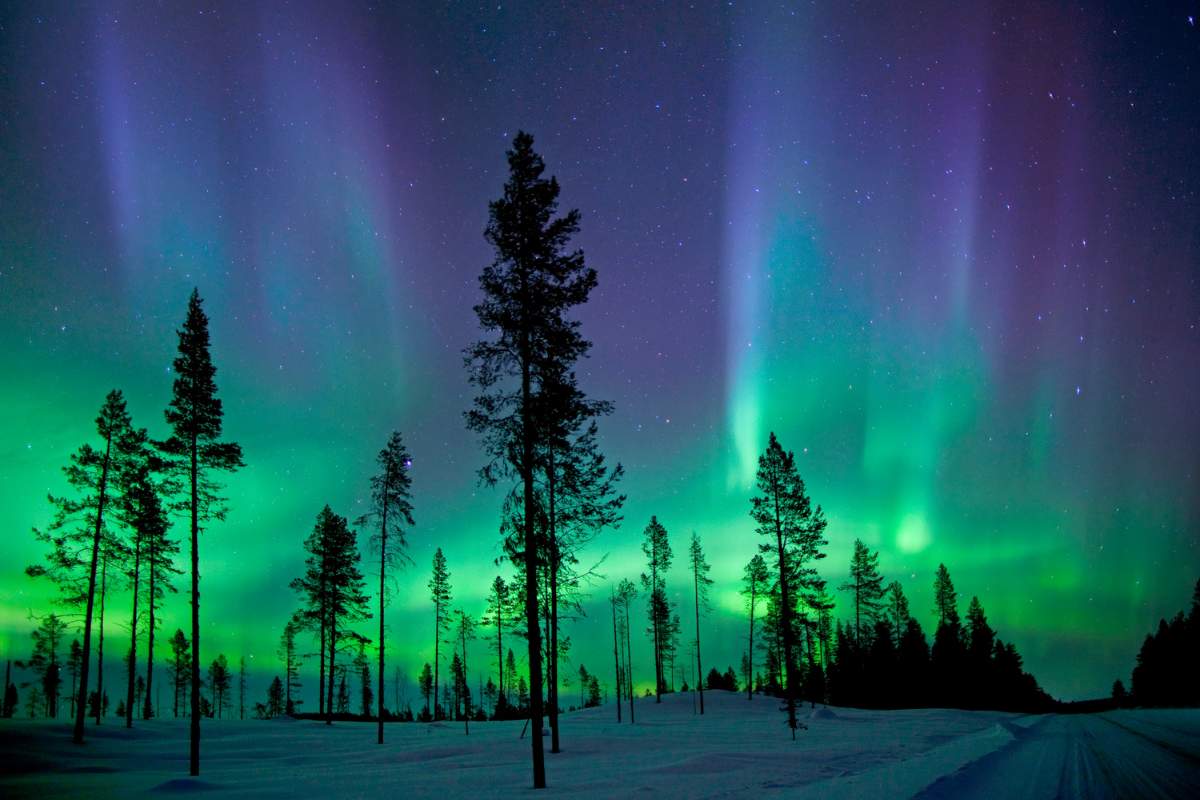 Shifting colors of the aurora borealis in purple, blue, and green in the night sky with mature trees in the foreground and snow on the ground