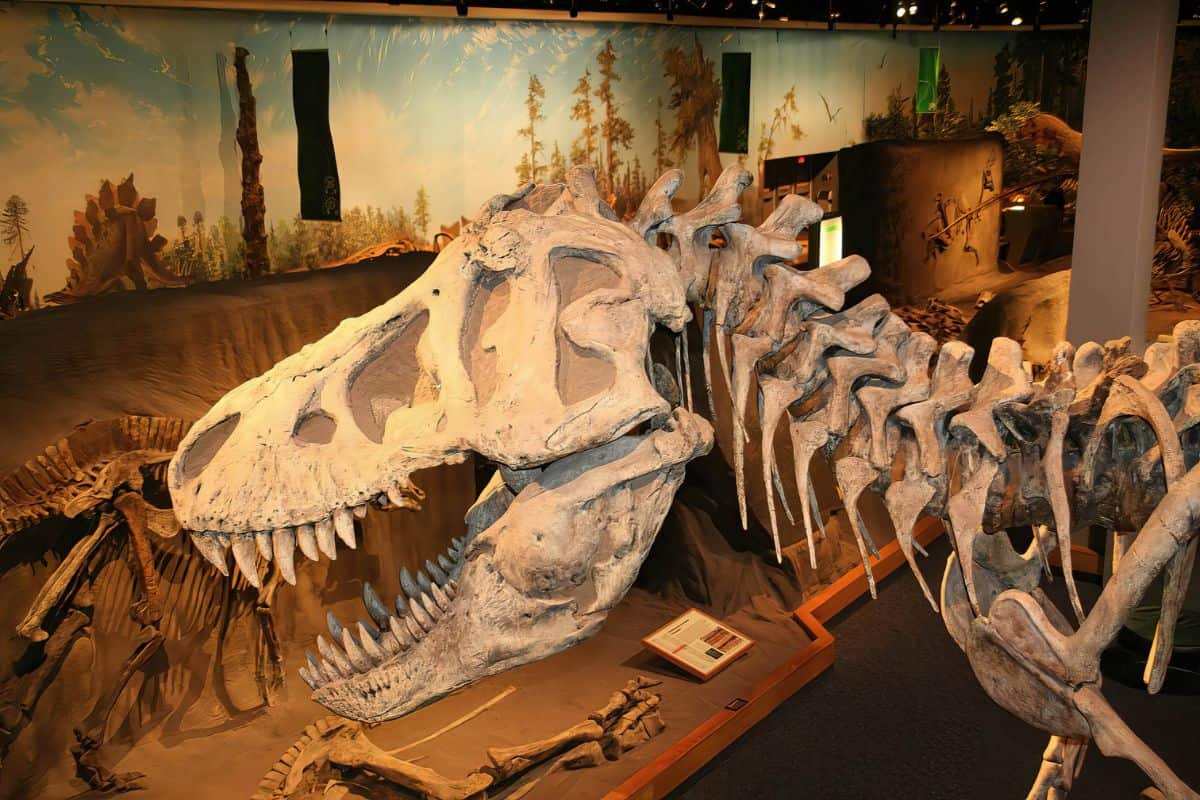 Close up perspective of a complete dinosaur skeleton on display in a museum 