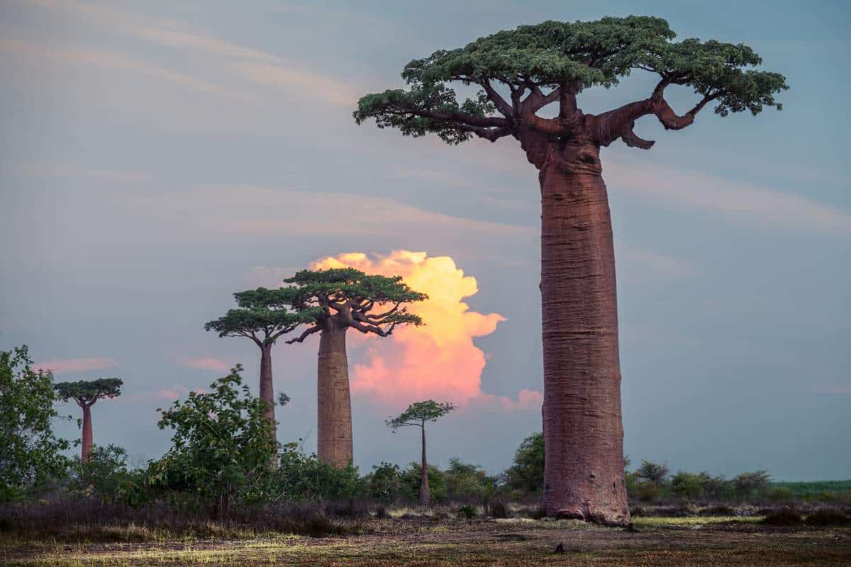 A cluster of baobab trees in the African savannah with the golden colors of a sunset in the background