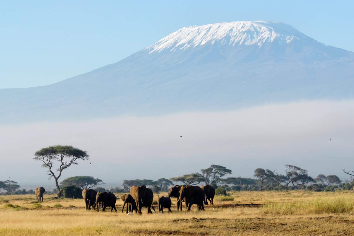 A herd of elephants standing in the African savannah with Mount Kilimanjaro in the background