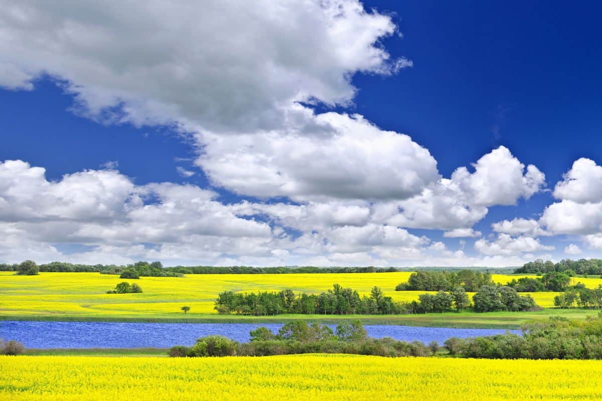 Panoramic landscape of a prairie view of yellow canola fields with a lake and a large expanse of blue sky