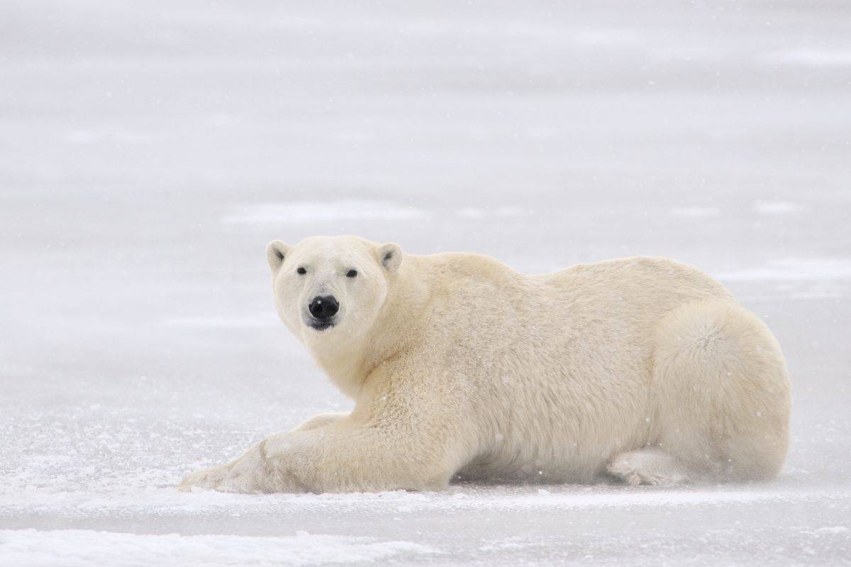 A polar bear looking directly at the camera from a distance in a white snowy landscape