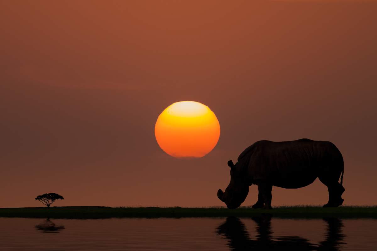 Shadow of a rhinoceros grazing on the African plains with an orange and yellow sunset behind it