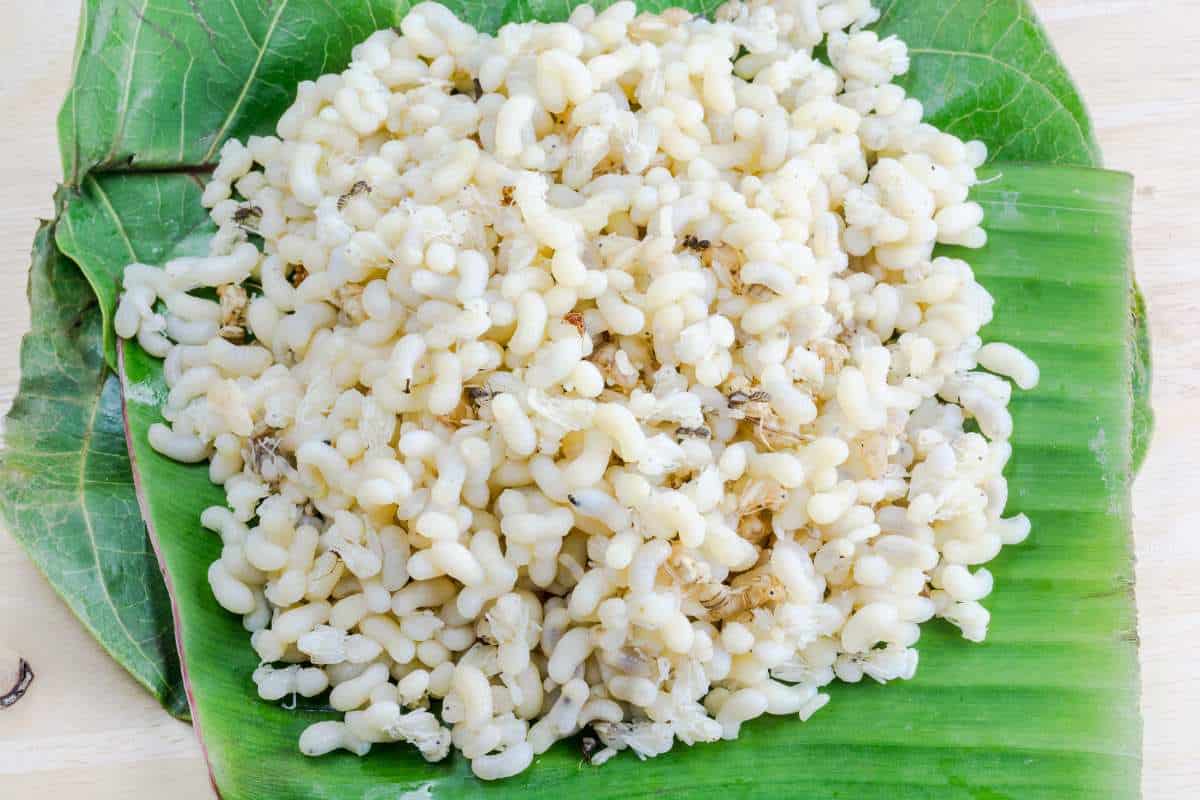 A pile of abuos or ant eggs on a green leaf