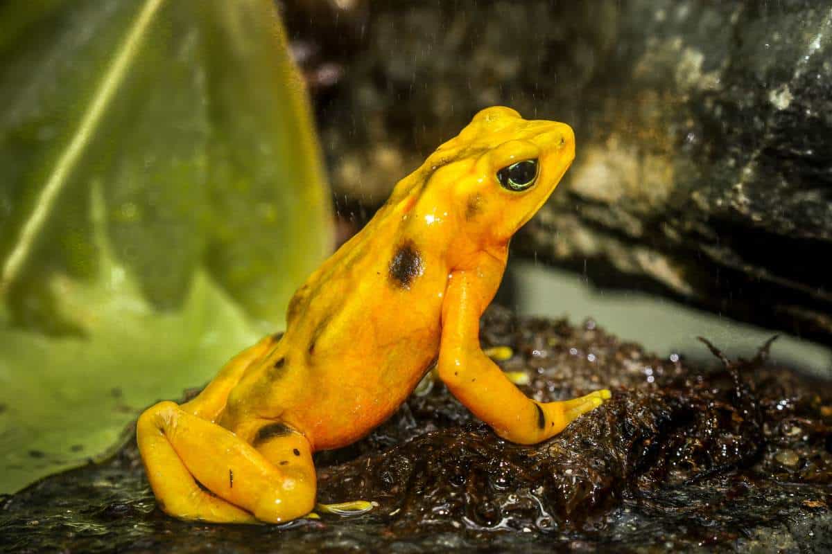 Close up of a golden colored frog with black spots sitting on the dirt with a green leaf in the background