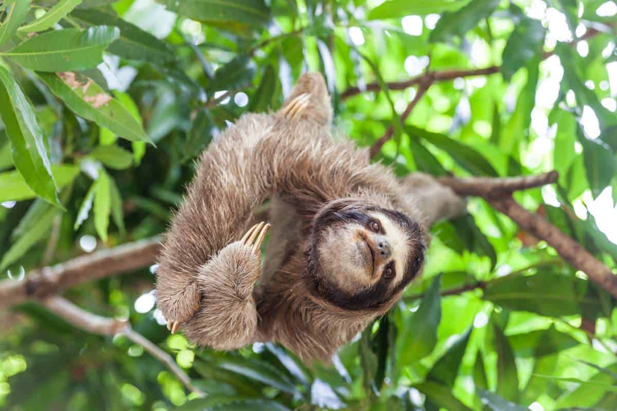 Sloth hanging from a branch in the midst of a tropical rainforest