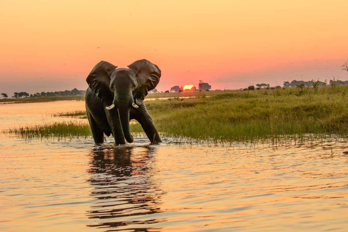 An African elephant in the shallows of a river at dusk with an orange sky in the background