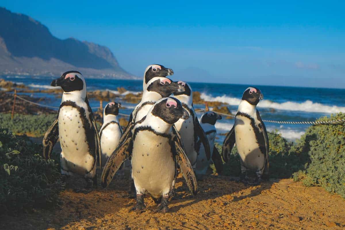 Close up shot of a group of African penguins on the beach in South African with the ocean behind them