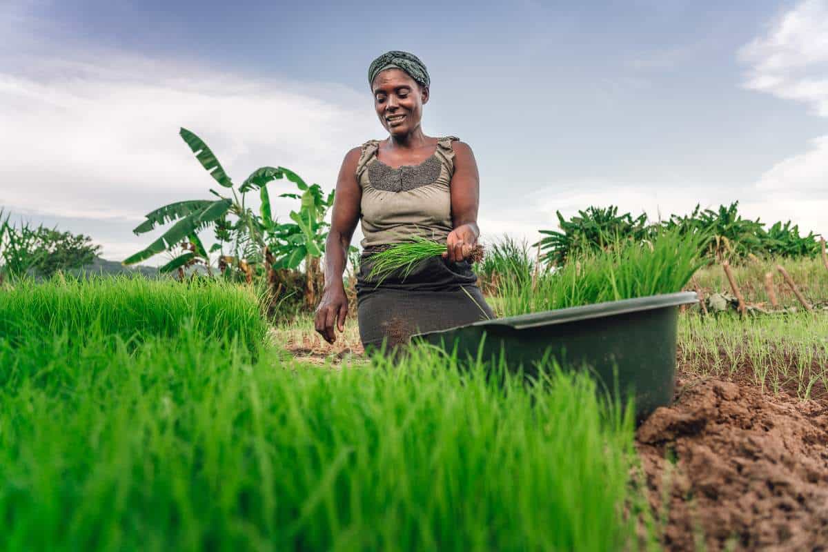 Female farmer planting rice in Africa with the green stems in the foreground