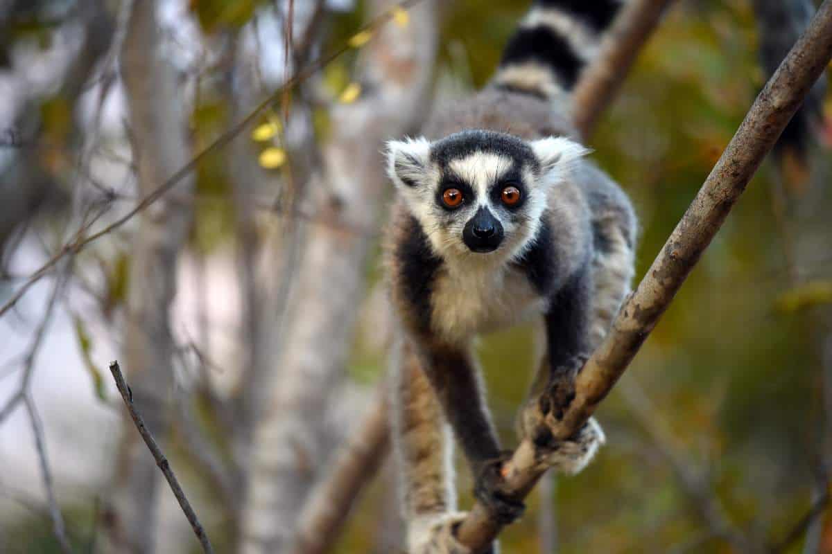 Close up of a lemur crouching on a branch on the island of Madagascar