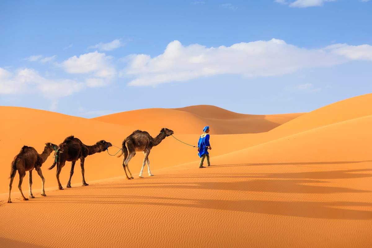 A young man wearing a blue outfit leading three camels through the Sahara desert in Africa on a sunny day
