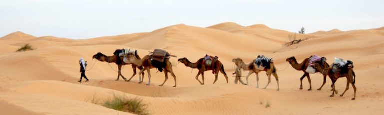 A convoy of camels led by a man walking in the desert