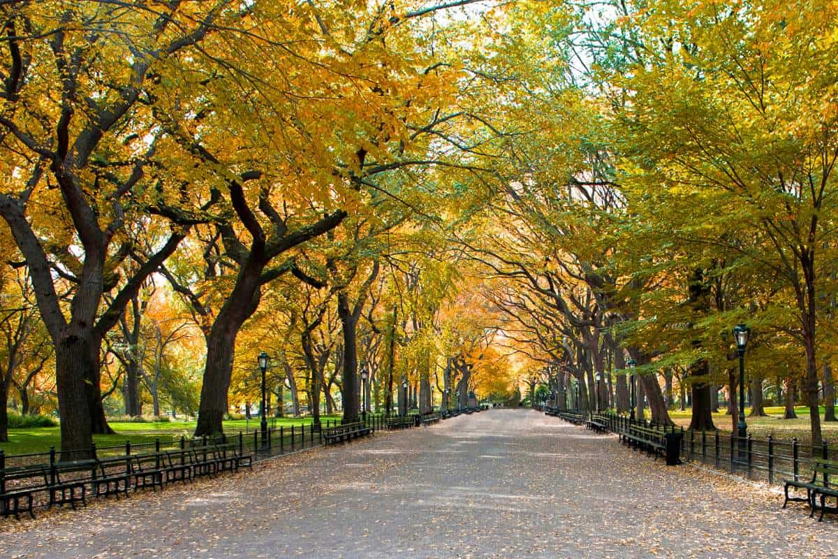 A view of the benches in Central Park of new York City