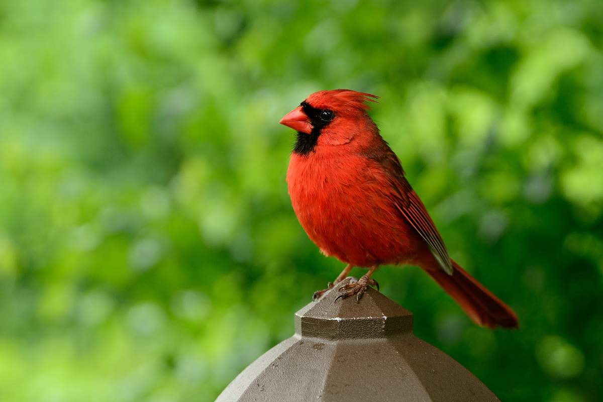 Bright red cardinal perched on light top