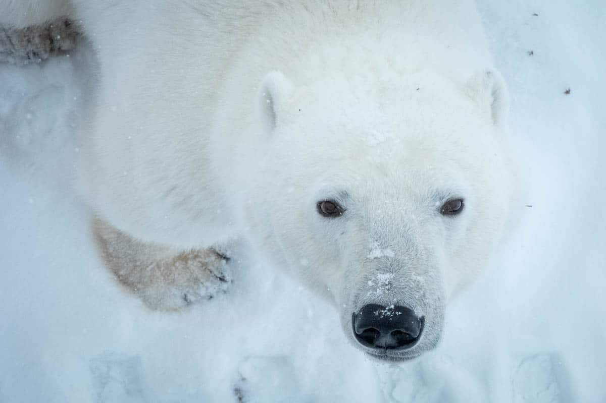 Canada Polar Bear